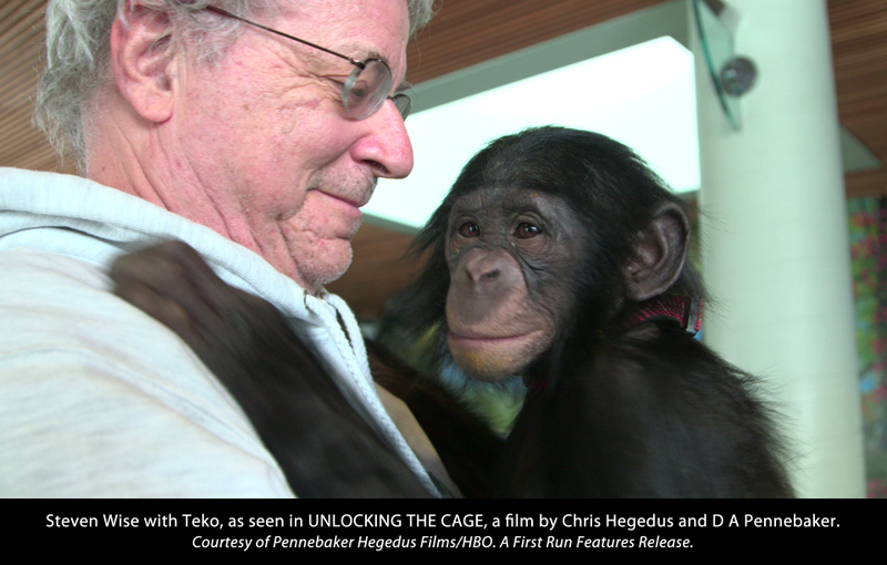 Animal rights lawyer Steven Wise holds a chimp named Teko. Taken from a scene in the new HBO documentary "Unlocking the Cage".